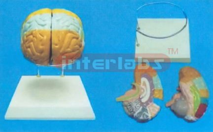 THE BRAIN MODEL BY COLOURED SEPARATION (DETACH PAINTED) SHOWING FUNCTION WITH ROUND BASE